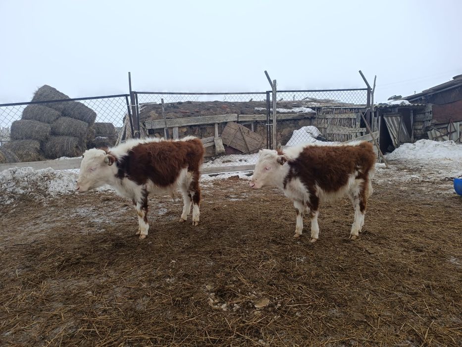 Баспақ сатамын...