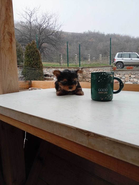 Продавам йоркширски териер