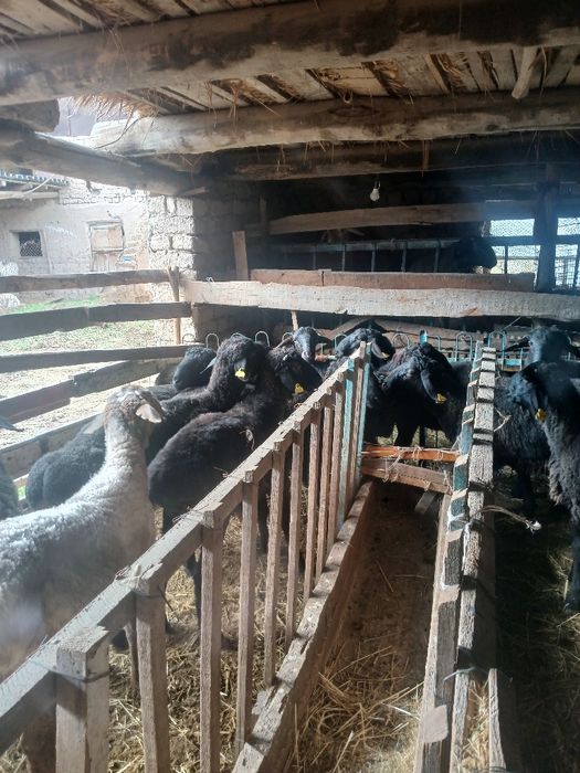 Баран қошқар лар сатылады