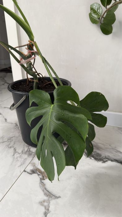 Продам комнатные цветы