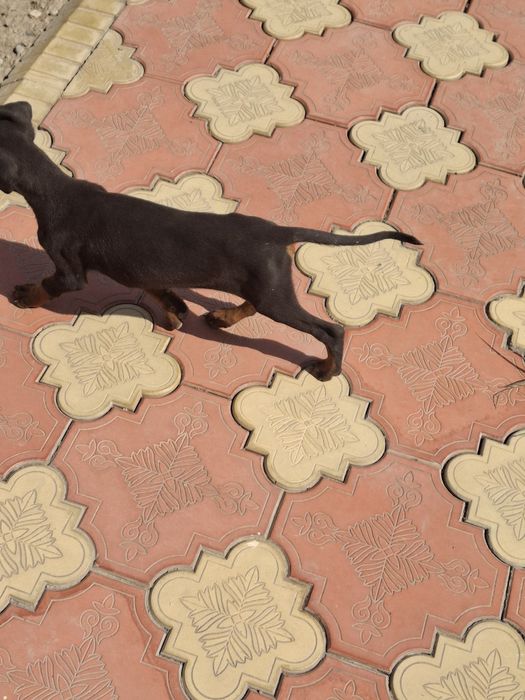 Sotiladi: 2 oylik Doberman kuchugi