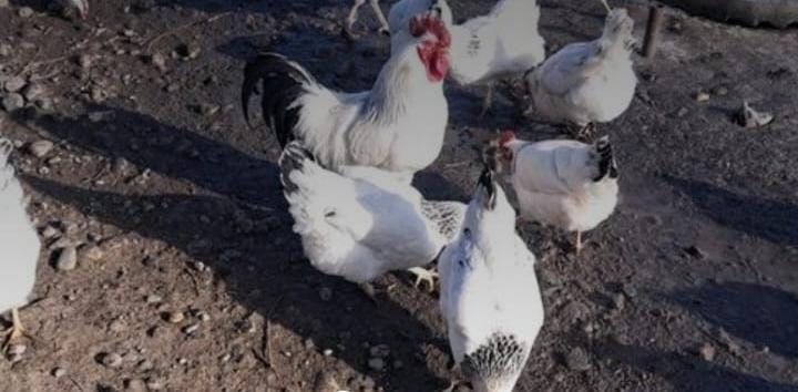 Домашние куры продаются