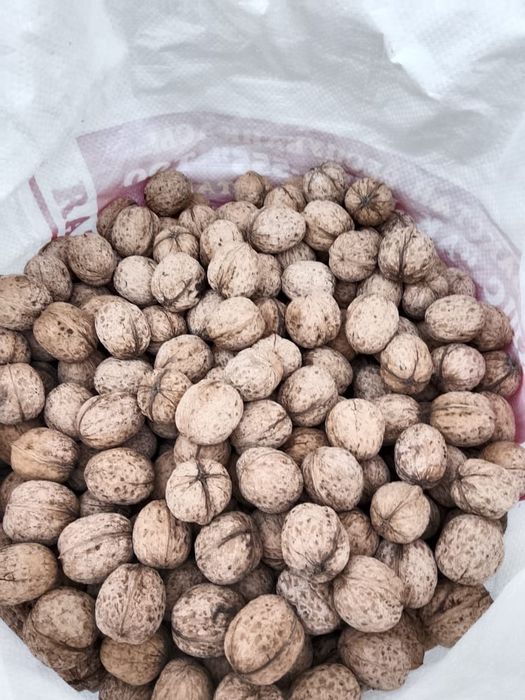 Жаңғақтарға кірген