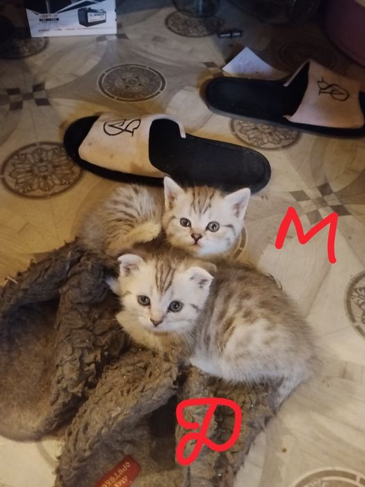 Котята от Вислоухой кошки.