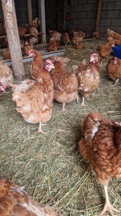Продам Несушек Ломан Браун