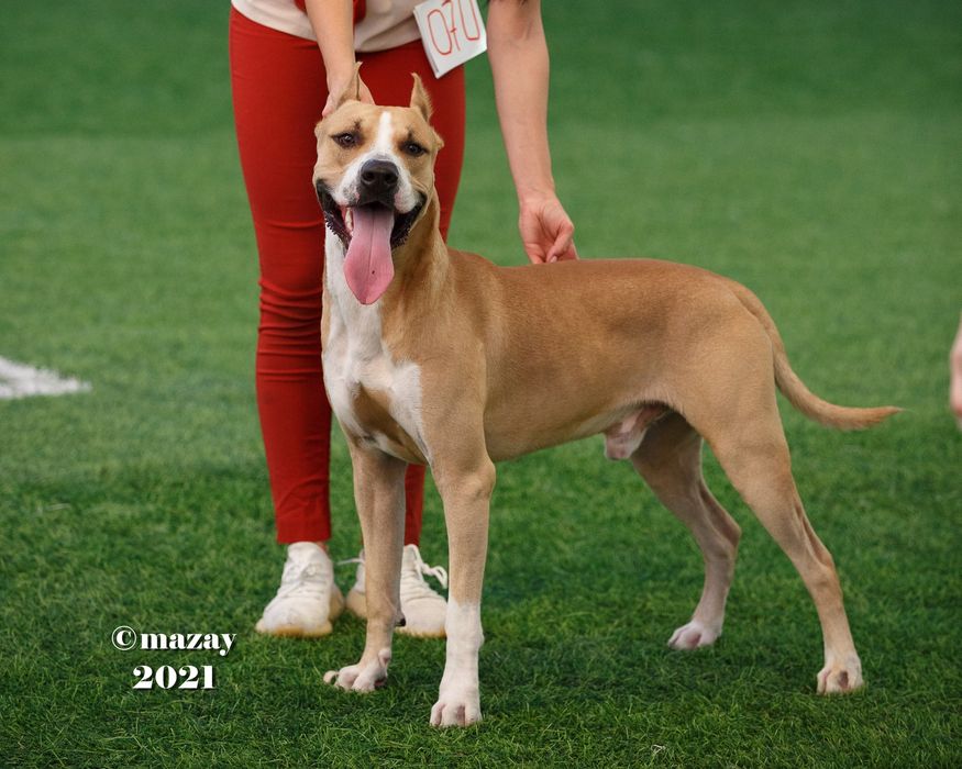 Ищем девочку для вязки