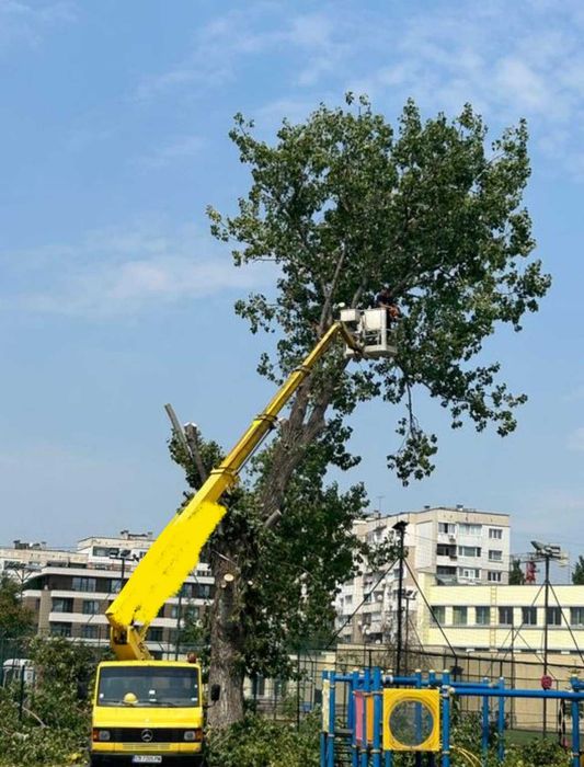 Рязане на опасни дървета