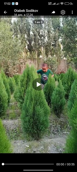 Kitob archa sadda tozasi