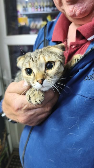 Отдам котят в добрые руки