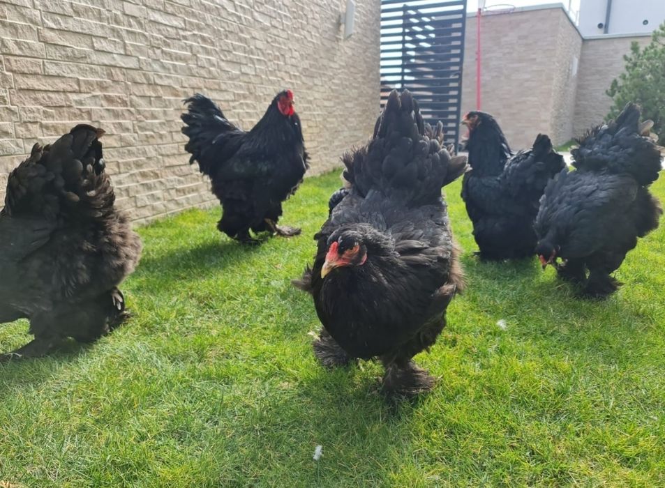 Vand pui Brahma pe 15 culori.Trimit in Tara!!