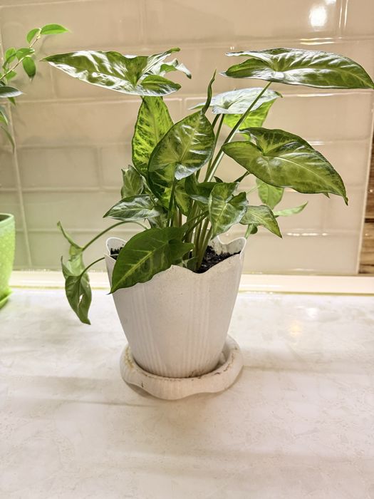 Продам цветы комнатные