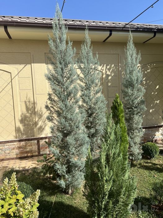 Кипарис Аризонский
Италия привазной.
Буйи-340см.
Нархи-150$.
