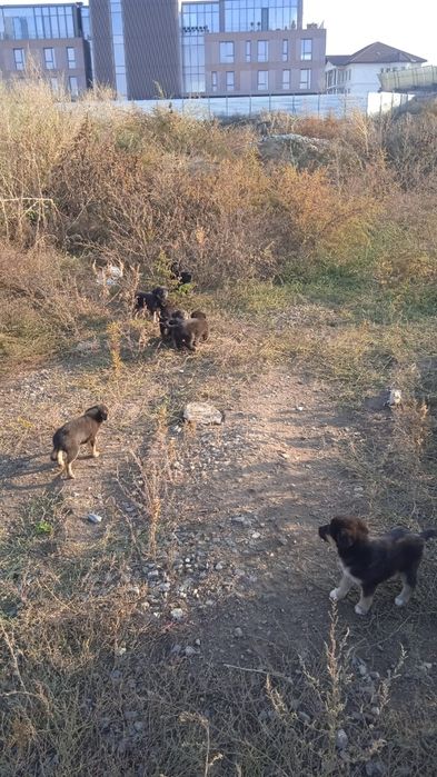 Щенки в ответственные руки