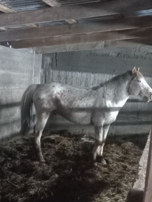 Шұбар айгыр сатылады