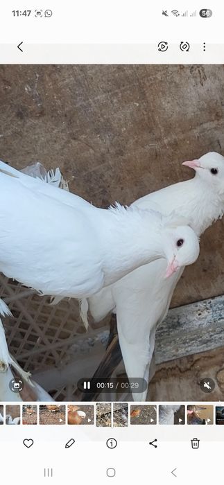Продам персовых голубок.