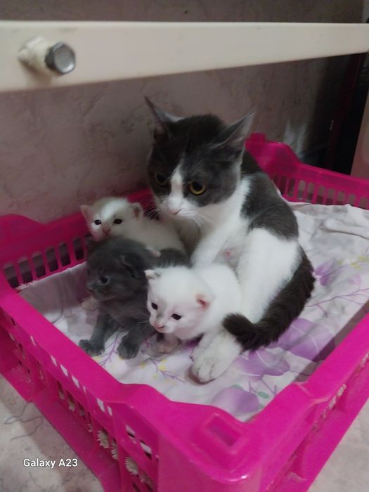 Отдам котят в добрые руки