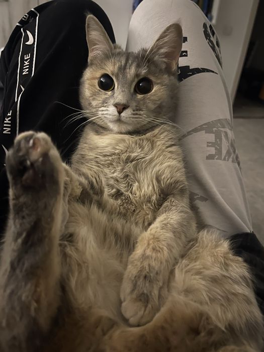 Отдаем кошку в хорошие руки