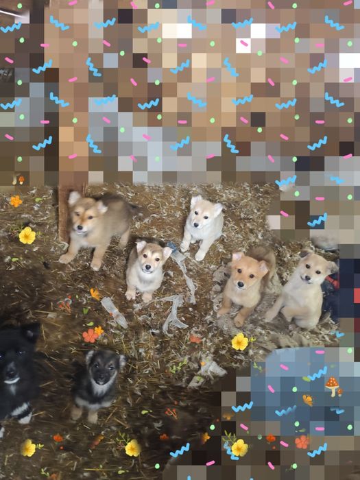 Отдам щенят разные