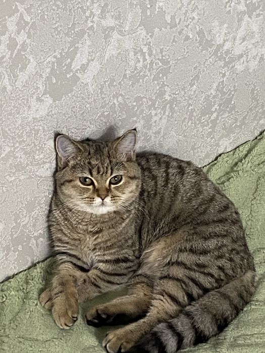 Продам британскую кошку (котенка)