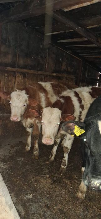 Vând 4 taurasi  intarcati