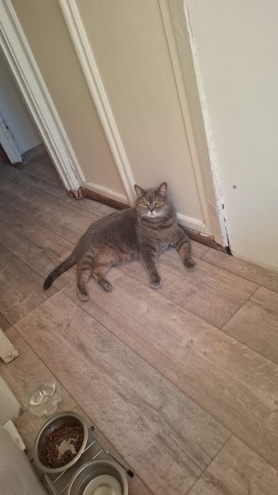 Отдам кота в хорошие руки