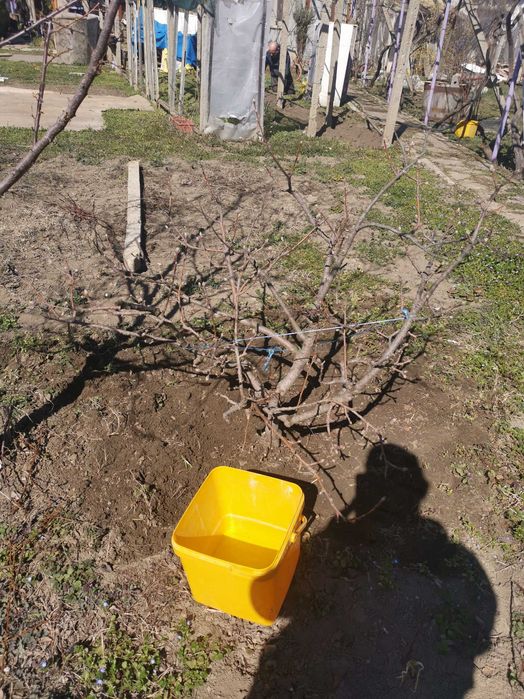 Декоративна ябълка