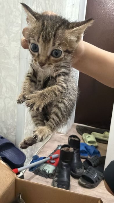 Отдадим в добрые руки