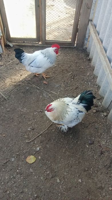 Продам молодых петушков