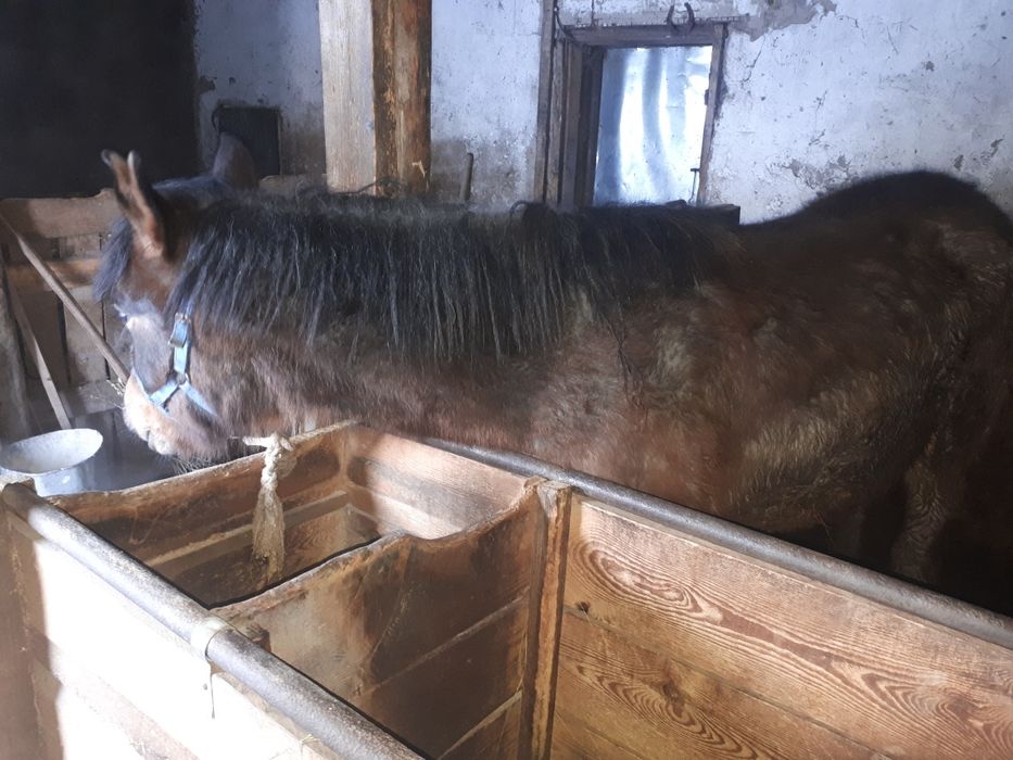 Продаётся молодой байтал(девочка)