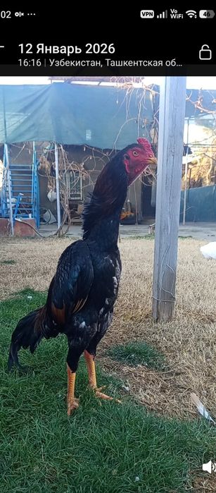 Продам дакан ( Японский о,Шамо)Чистокровный!Возраст 9 месяцев