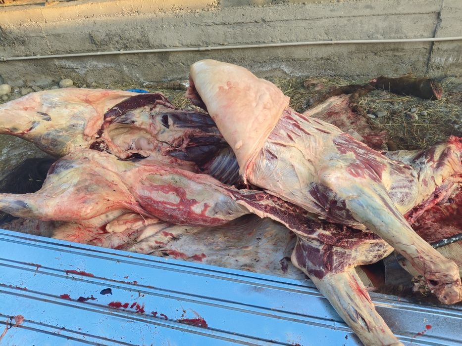 Ет, согым,соғым,жылкынын ети