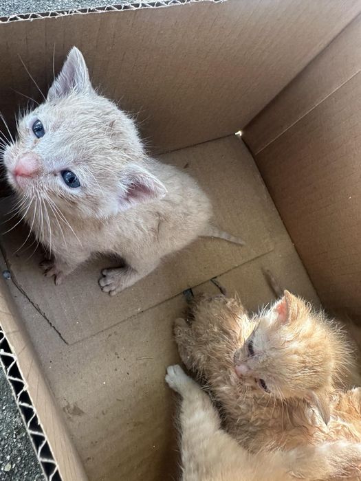 Котенца за осиновяване