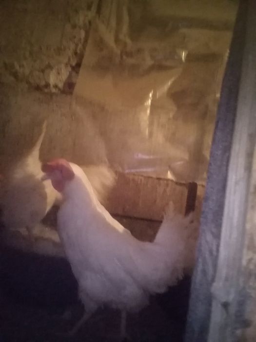 Куры несушки белые 8 месяцев