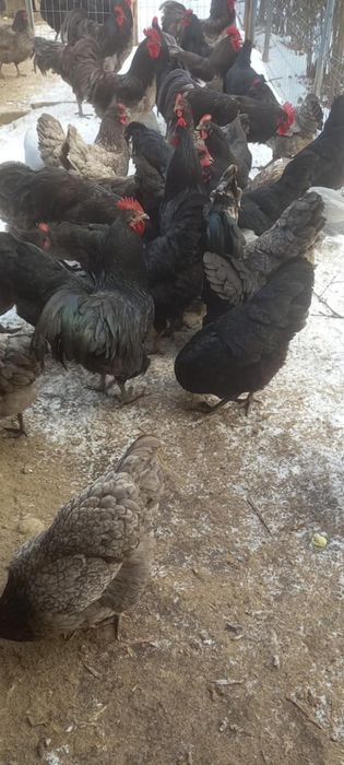 Găini și cocoși rasa Austrolop de vânzare