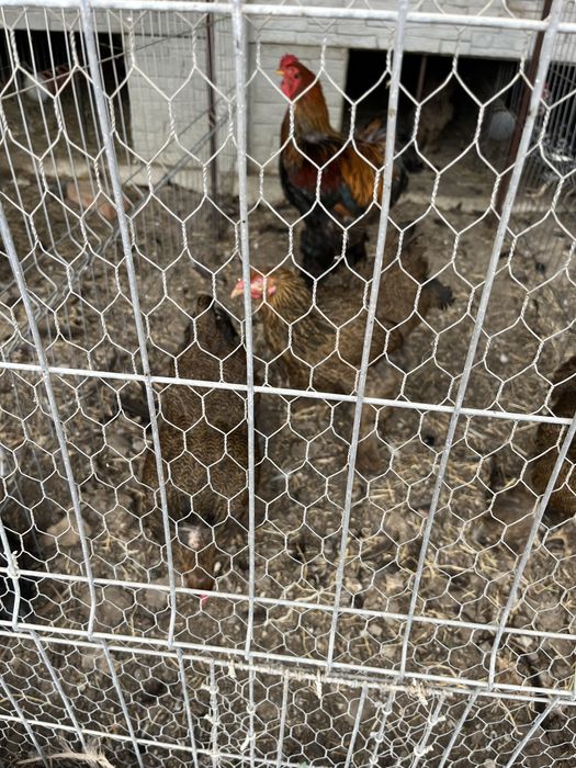 Vând păsări rasă pură Brahma Potârnichiu