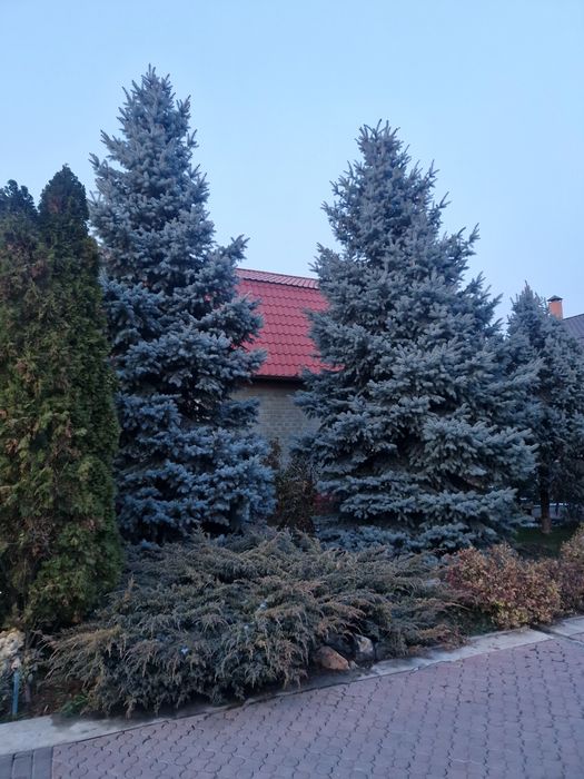 Продам Голубые Ели.высота  примерно 7-8м.