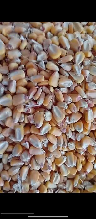 Маккажохори Макка кукуруз оптом склад  makkajohori don savdo