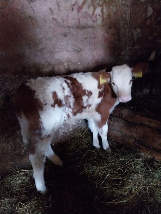 Vând vițea de o lună