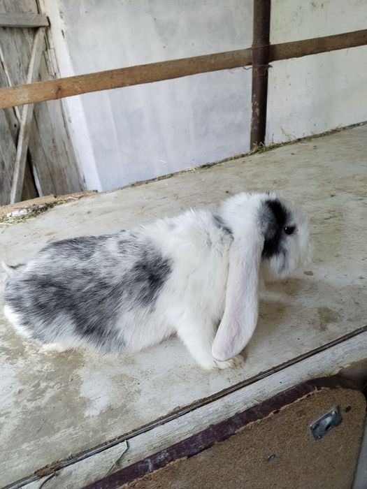 Zotdor Fransuz Baran quyonlari sotiladi