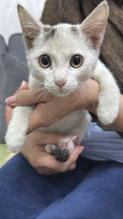 Отдам котенка (мальчик)