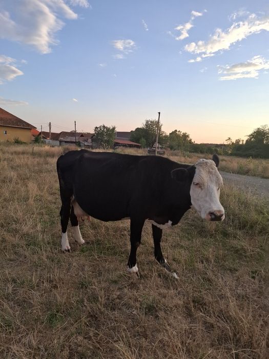 Vacă de vânzare cu lapte