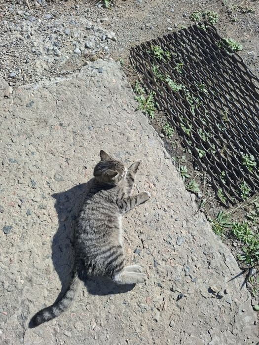 Котёнок ищет новый дом