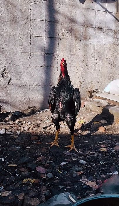 Империя Шамо год 3 месяца