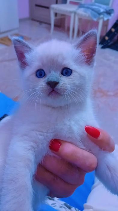 продаётся породистый котенок