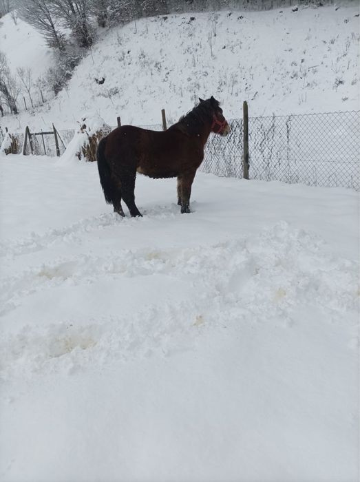 Minza de 1 an jumate