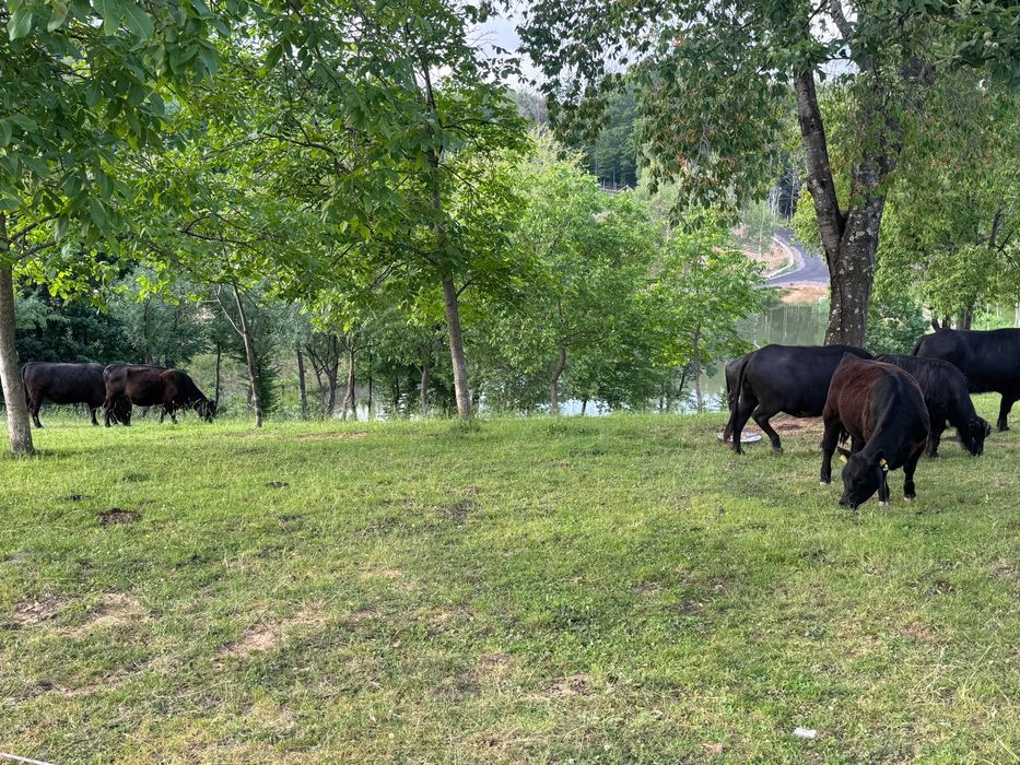 Vând Black Angus
