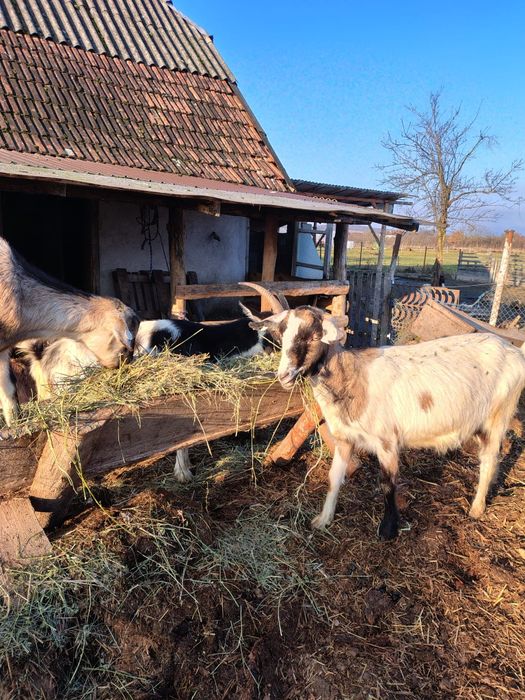 Vând capre  la bucata sau toate