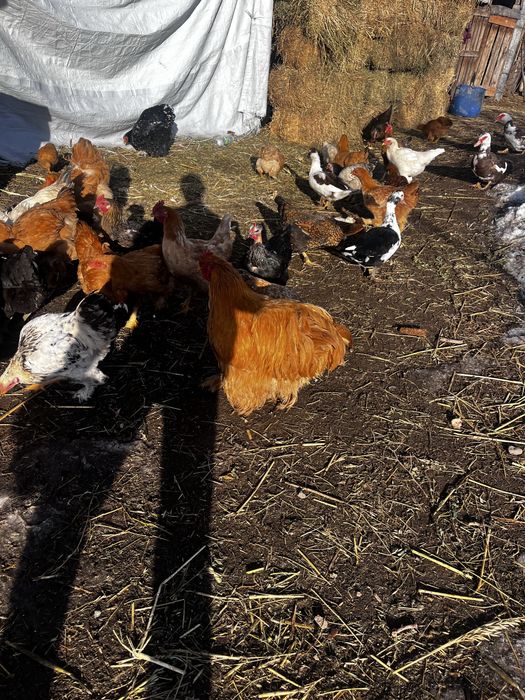 Продам простых кур 4500