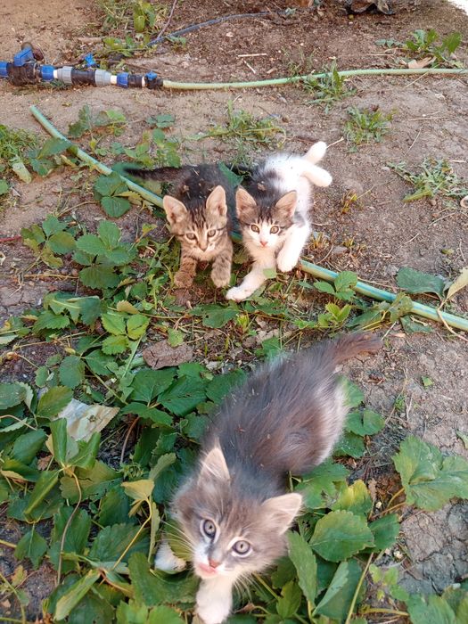 Котята, 2 месяца
