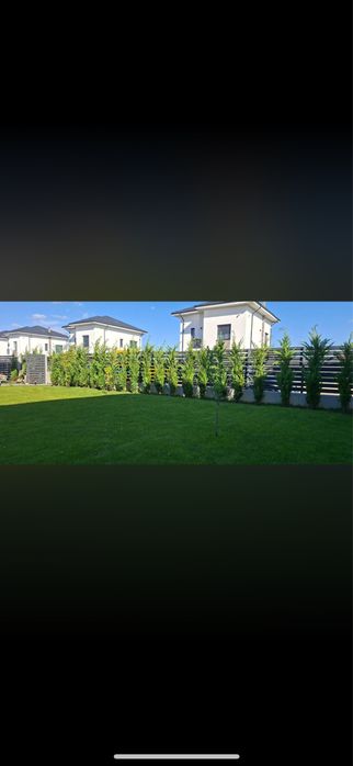 Leylandii Cupressus - Solutia rapida pentru gard viu vesnic verde